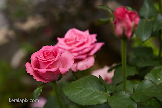 Pink rose flower  in our home garden