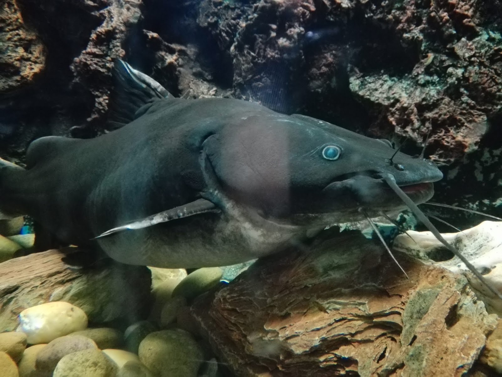 Crystaleyed catfish ปลากดดำ ปลากดหม้อ Black diamond catfish