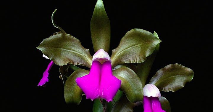 Orquídeas no Apê: Orquídea Cattleya bicolor