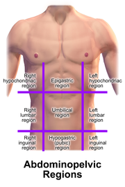 abdomen quadrants abdominal quadrant quadranten okolice brzucha organs cloudshareinfo regionen