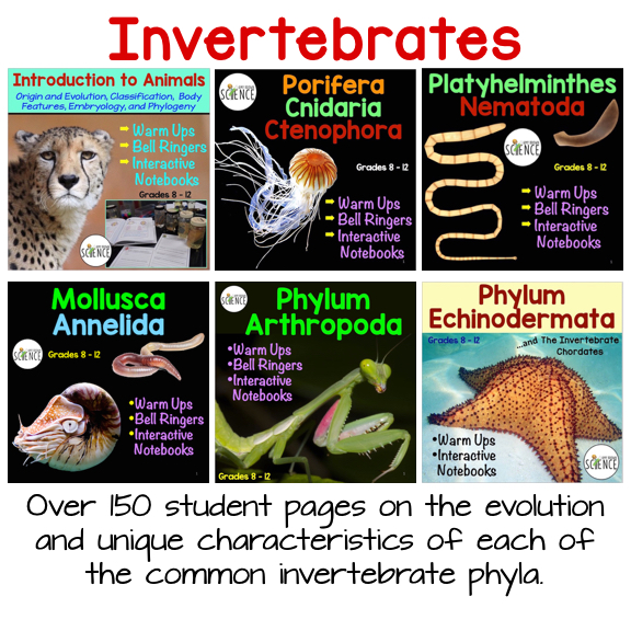 Invertebrates worksheets free printable image
