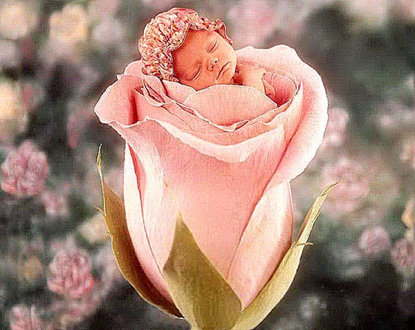 Very Cute Small Baby In Rose Flower Wallpaper   1024x768 iWallHD