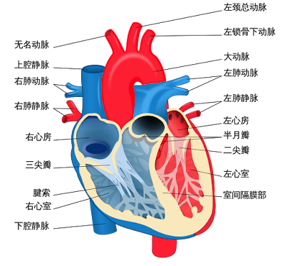 心臟的各種構造