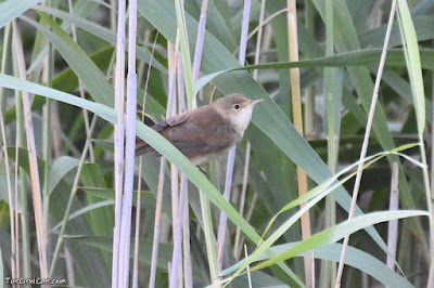 Boscarla de canyar (Acrocephalus scirpaceus)