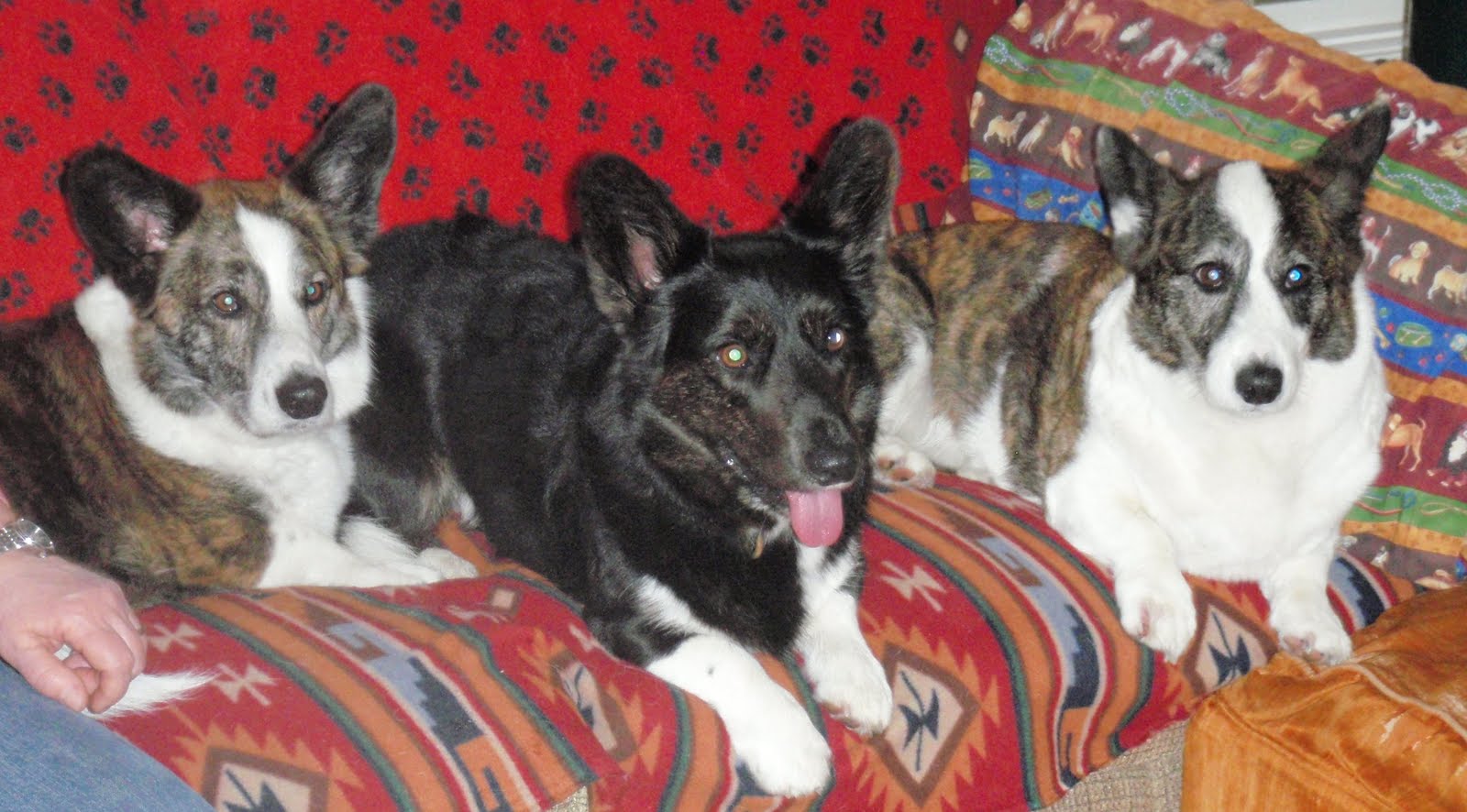 grangefield cardigans