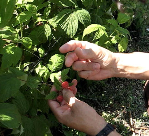 Recolección de frambuesas