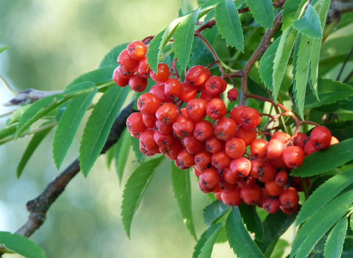 My Nature Photography: Mountain Ash Berries