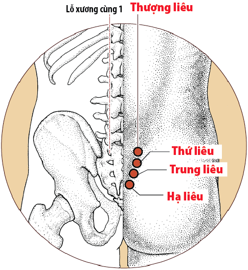 Vị trí huyệt thứ liêu