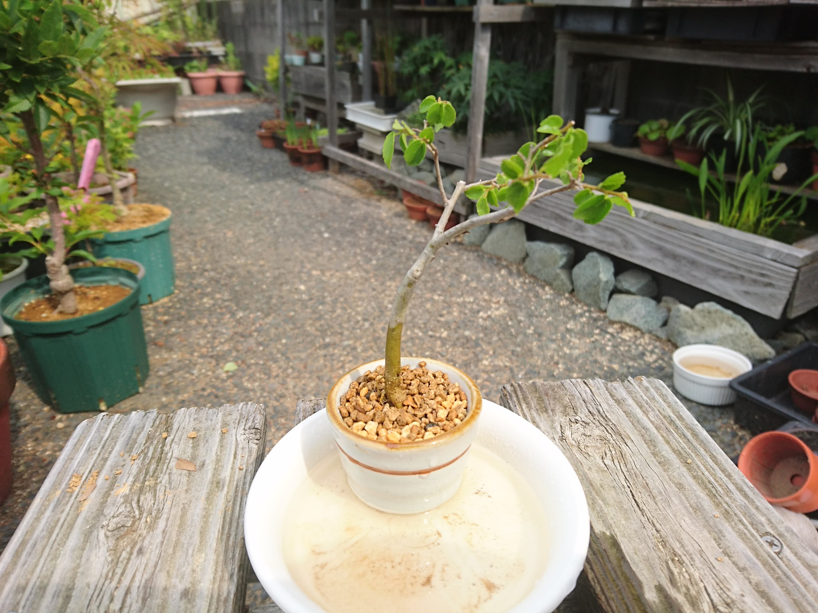 エノキ 榎 のミニ盆栽の作り方 山採り苗を栽培して ミニ盆栽を作る メダカの大工