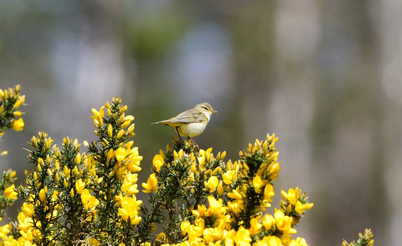 nibirds Bird News Monday 11th May