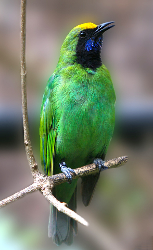 Kicau Burung Burung iCucaki Ijo