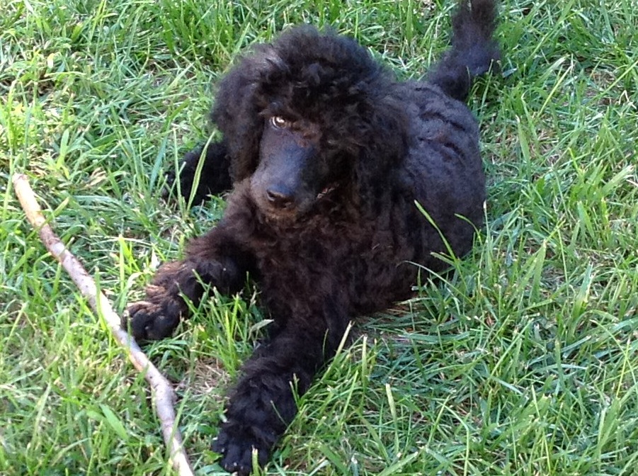 Not A Standard Poodle Poodle Problems