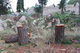Έκοψαν υπεραιωνόβια δέντρα στην Πάφο για να κάνουν ανάπτυξη 1