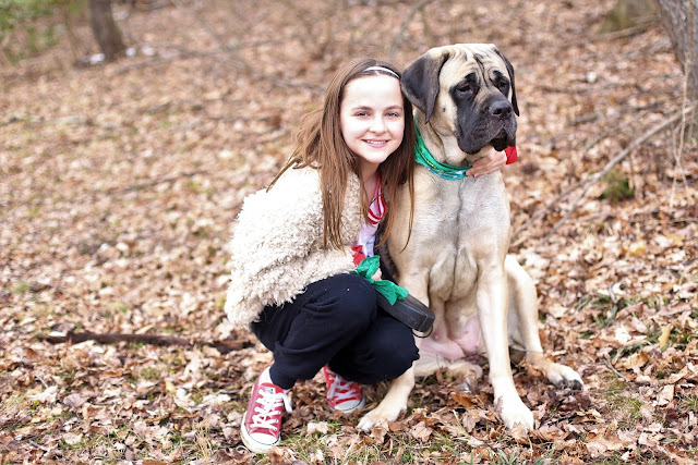 English Mastiff