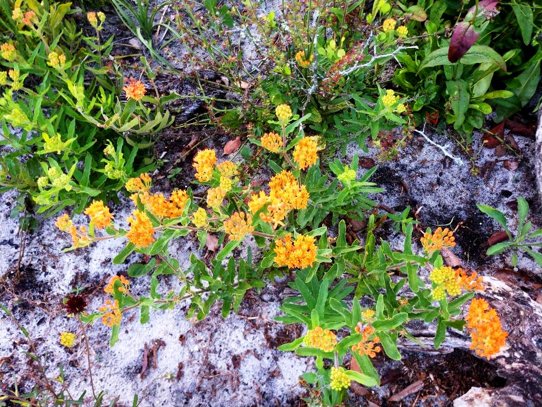 Native Florida Wildflowers Fall Open House New Location in Pasco County