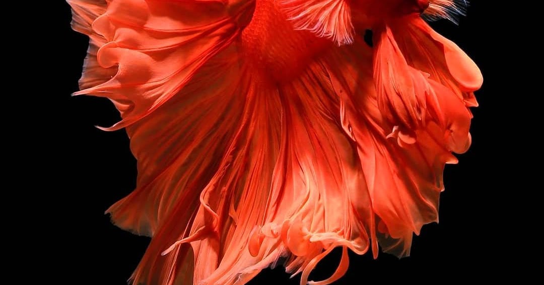 Wow 17+ Wallpaper Bergerak Ikan Cupang Richa Wallpaper jpg (1080x567)