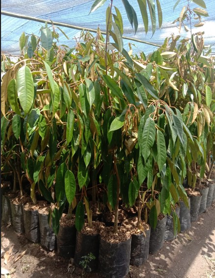 bibit pohon durian cane melayani order ecer Kerkap