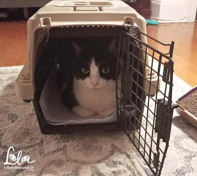 Getting Your Cat to the Vet Your Cat CAN Love Their Carrier! Lola