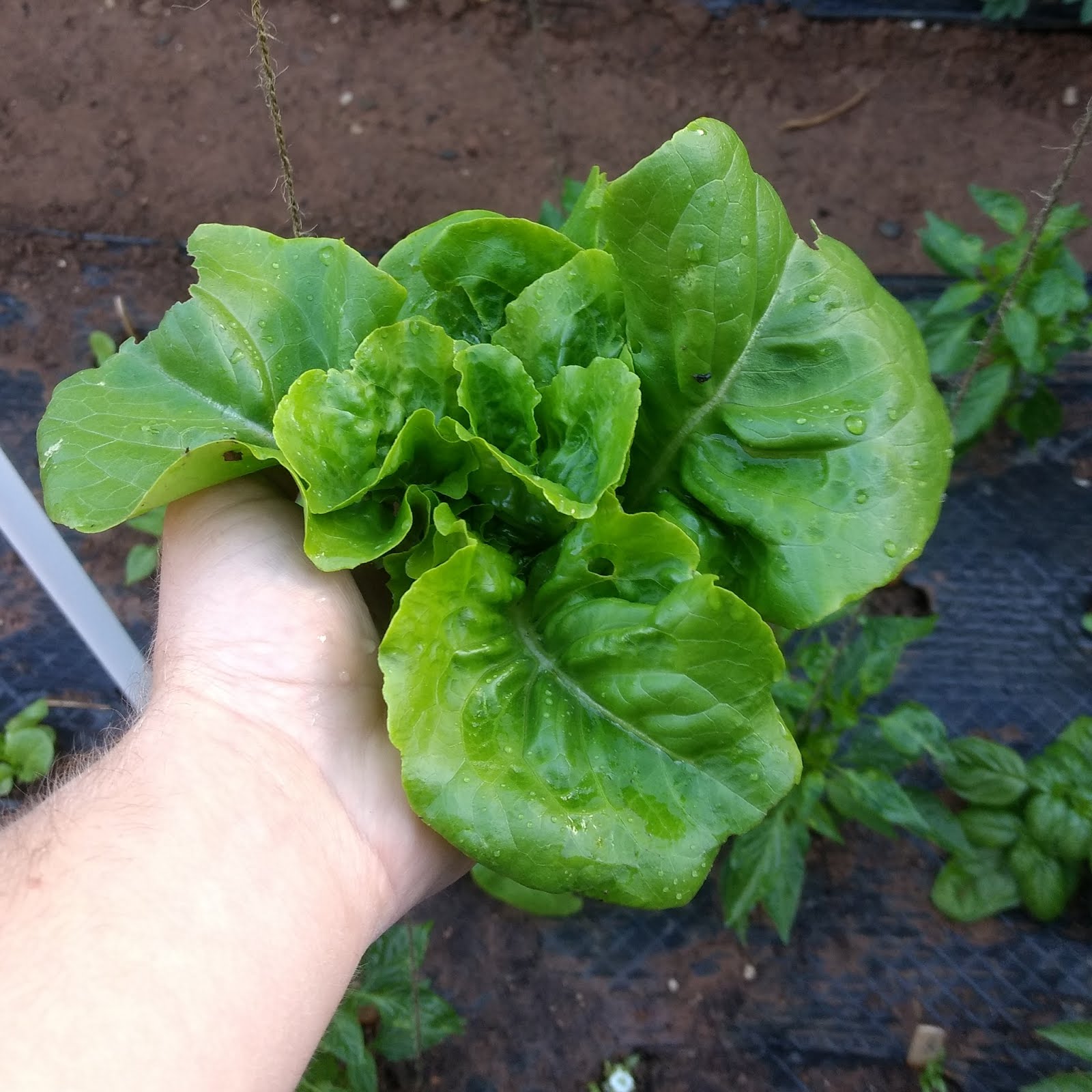 Buttercrunch Lettuce Greens and Machines