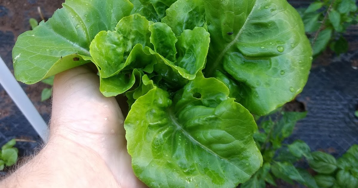 Buttercrunch Lettuce Greens and Machines