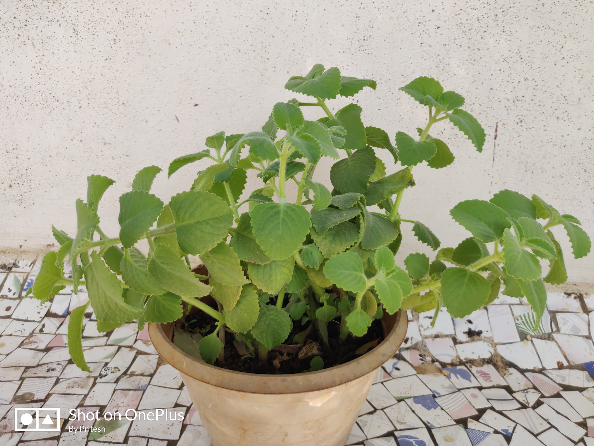 How to Care and Propagate Ajwain Plant (Trachyspermum ammi)