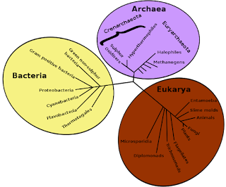 rRNA dizilerine dayanarak oluşturulmuş, canlıların filogenetik ağacı