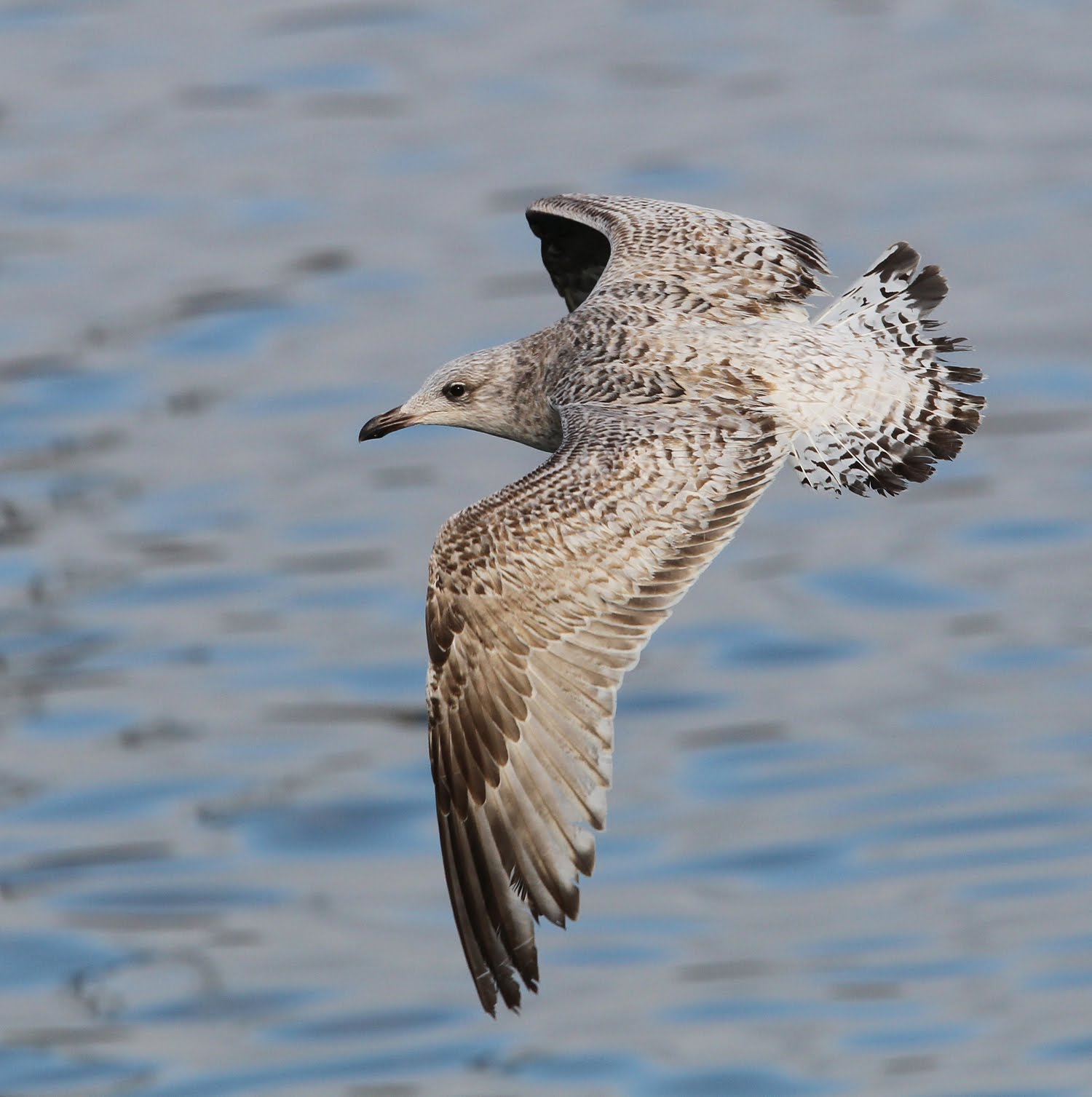 Chris Gibbins gulls & birds Herring Gulls variability in first and second winter birds