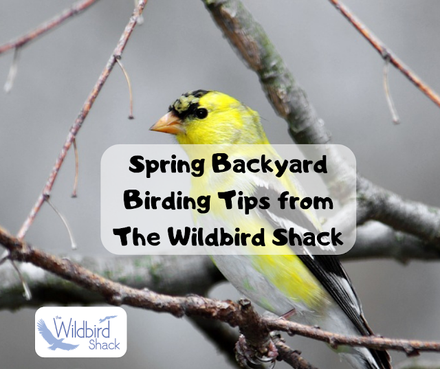 Spring Backyard Birding Tips from The Wildbird Shack in Mount Prospect