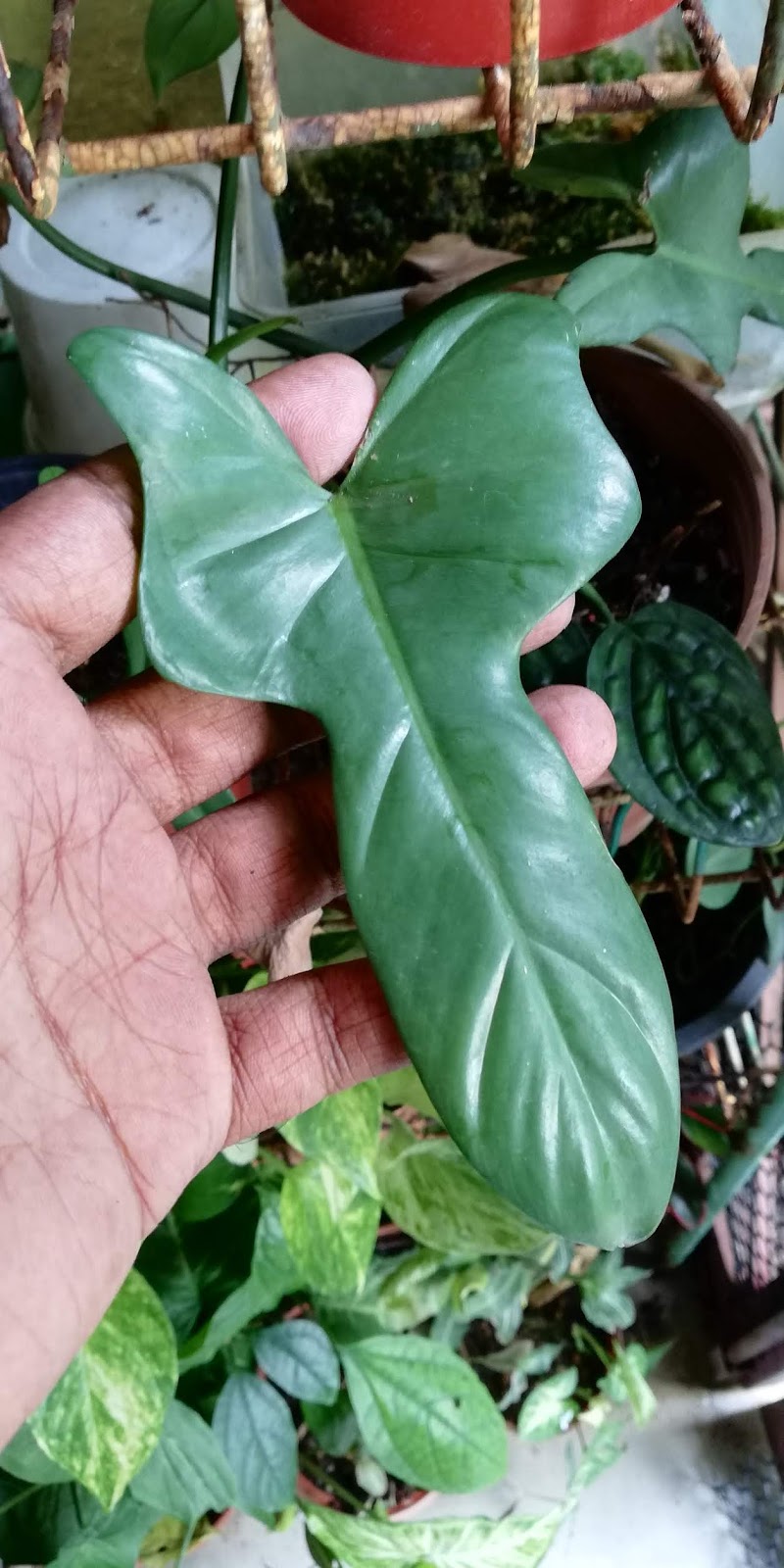 Garden Chronicles of James David Philodendron Bipennifolium