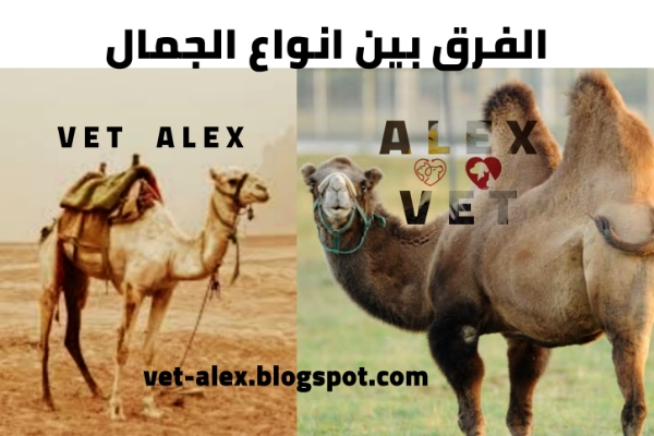 الفرق بين الجمل ذو السنام الواحد والجمل ذو السنامين