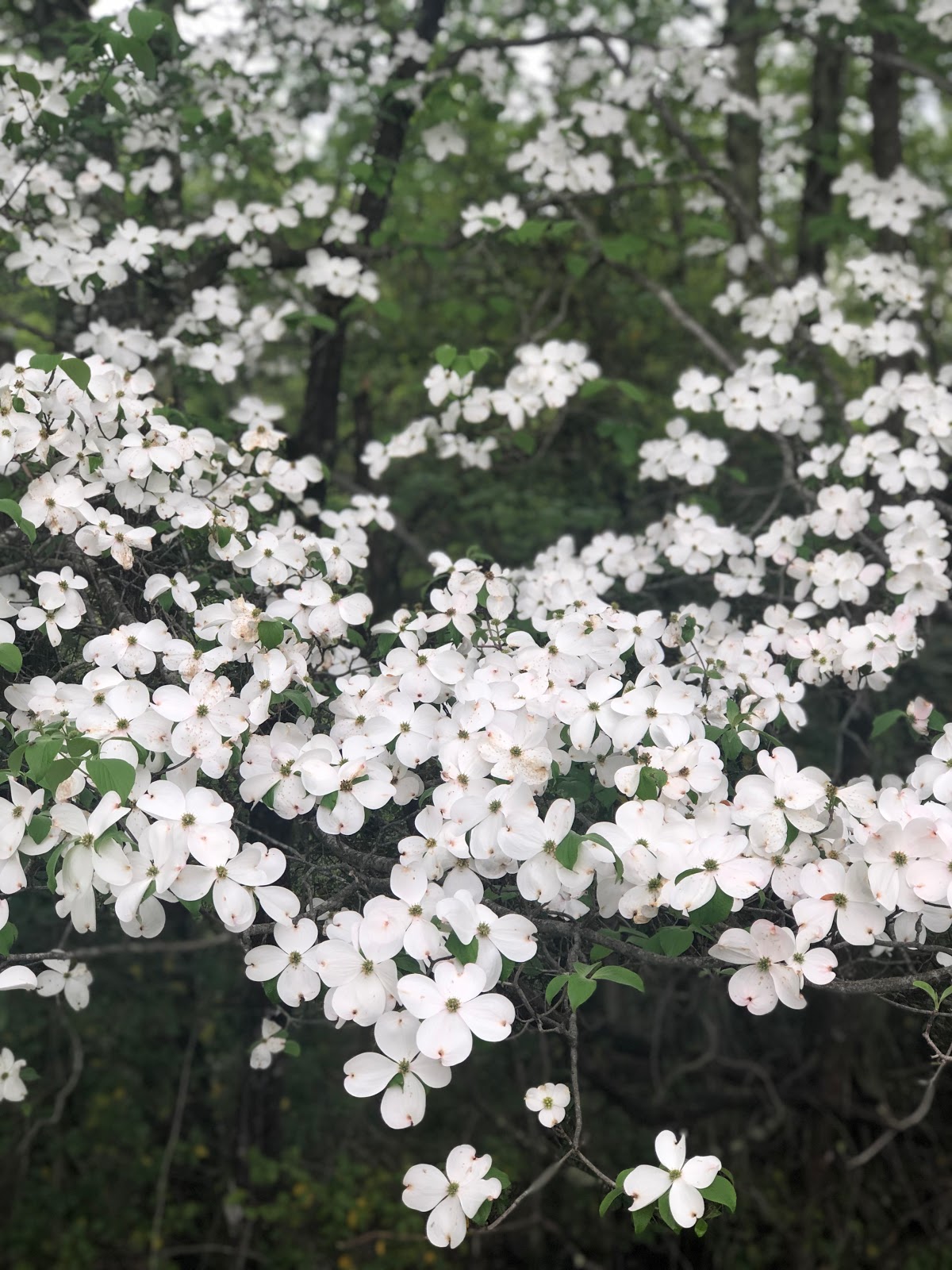 ParadoxUganda Appalachian Spring