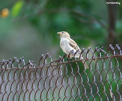 Gorrión (Passer domesticus)