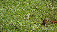 Yellow-fronted canaries sipping water – Fort de Russy Park, Waikiki, Oahu
