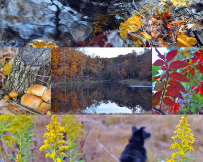 Photo Collage of fall color in the Missouri Ozarks