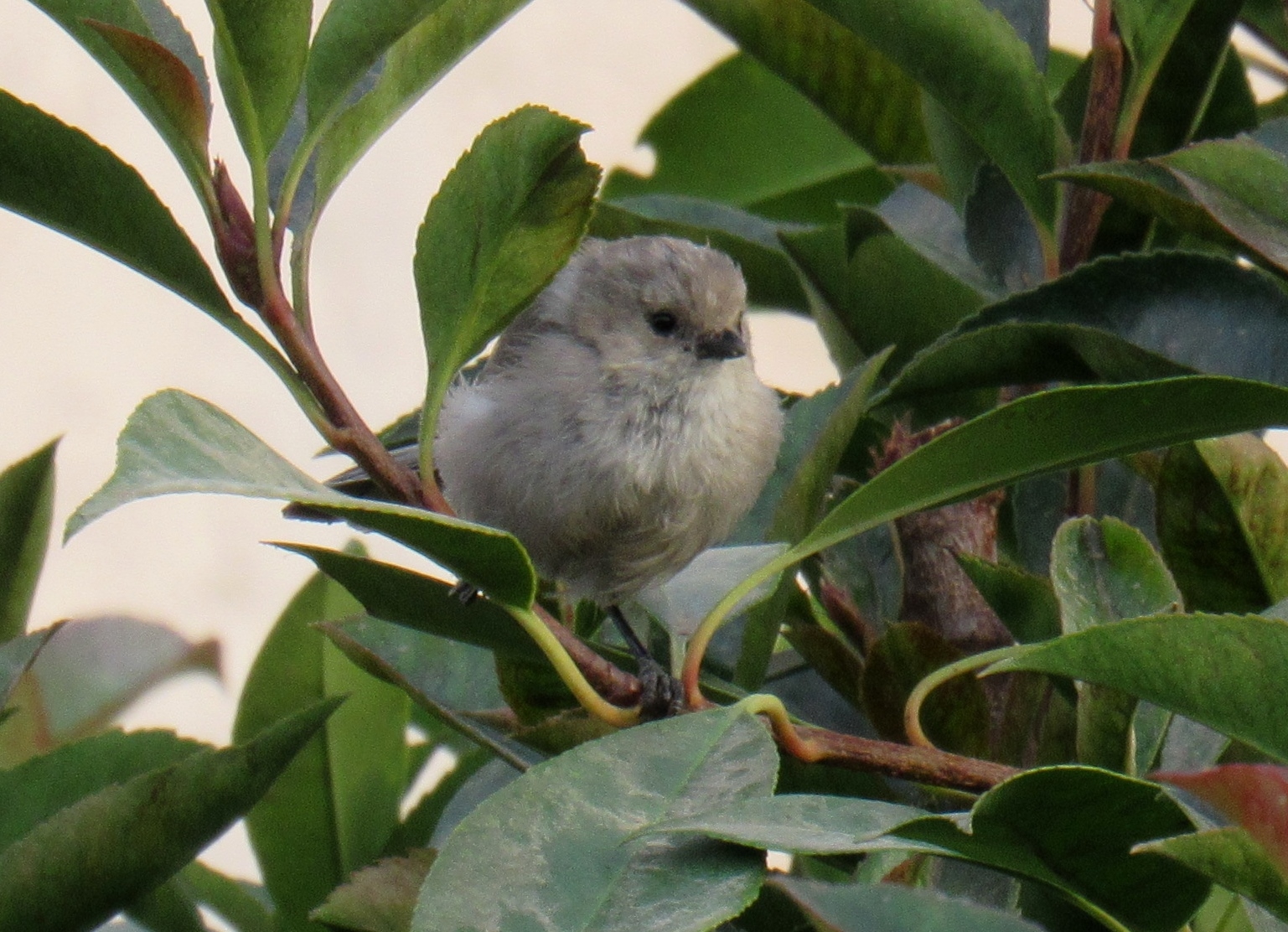 All About Bushtits And How To Attract Them Wild Birds Unlimited Wild Birds Unlimited