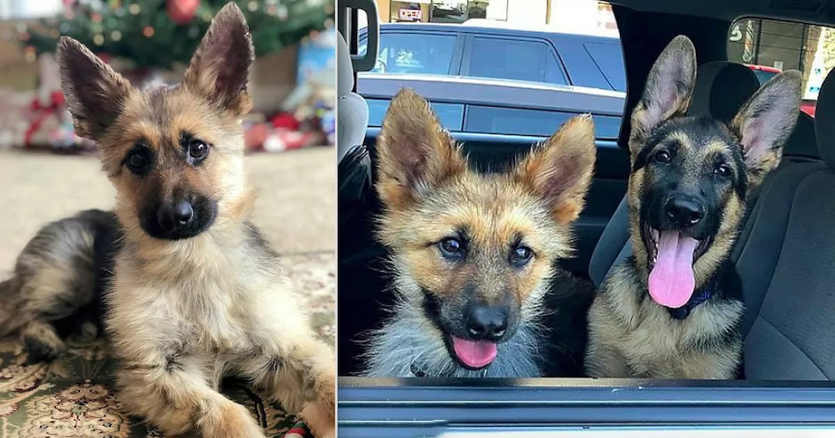 This German Shepherd Will Remain A Puppy For The Rest Of His Life Due To A Rare Genetic Condition This German Shepherd Will Remain A Puppy For The Rest Of His Life Due To A Rare Genetic Condition