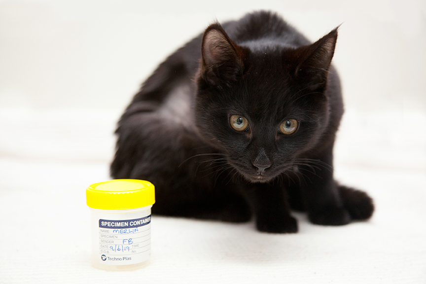 Keep Your Eye On Your Cat S Balls Or Marbles Australian Cat Lover