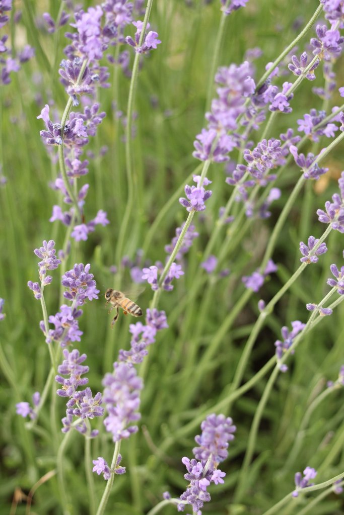 Lavender Honey Bees The Lavender Apple