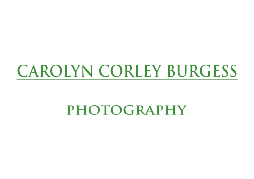 click logo below to visit Carolyn's website