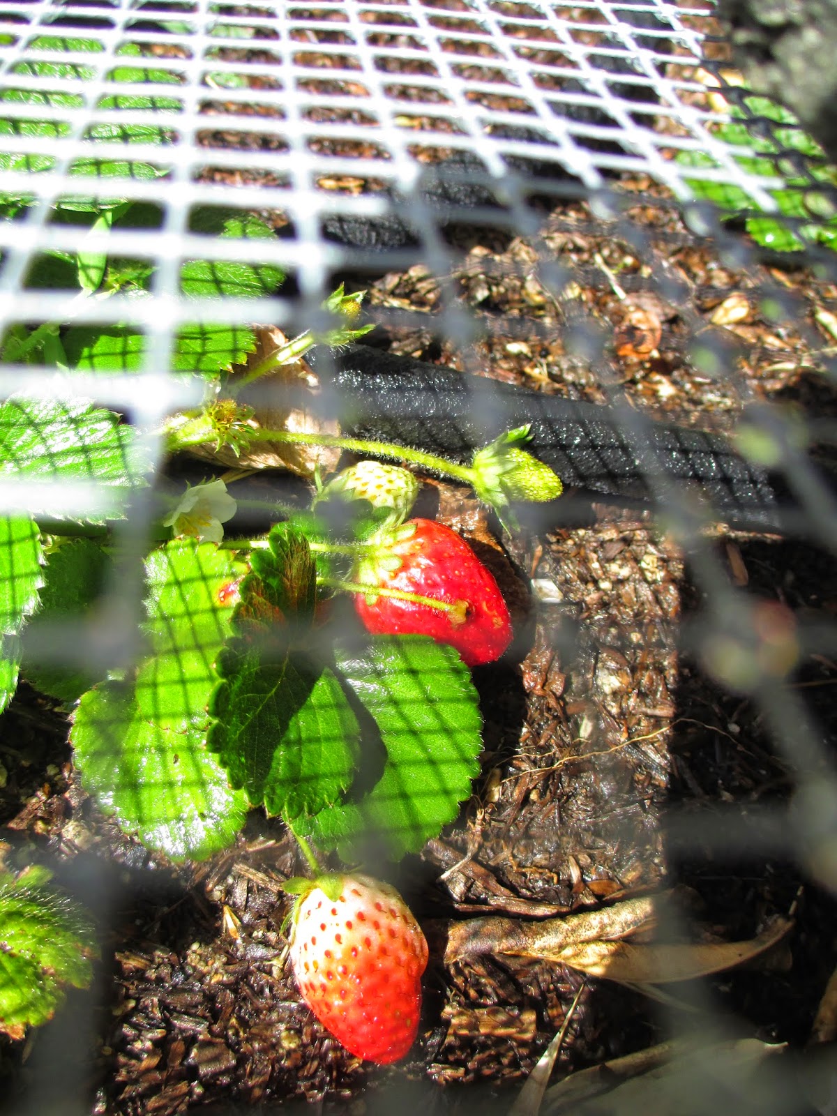 Andie's Way RatProof Strawberry Cage Because We Needed One