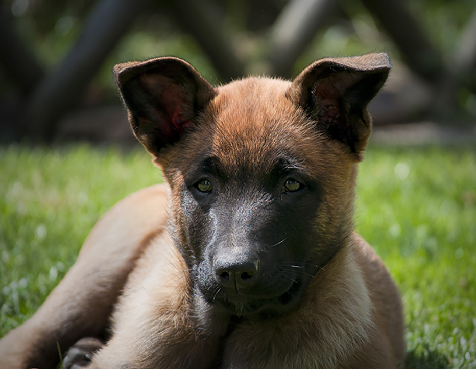 pastor belga malinois pastor belga malinois
