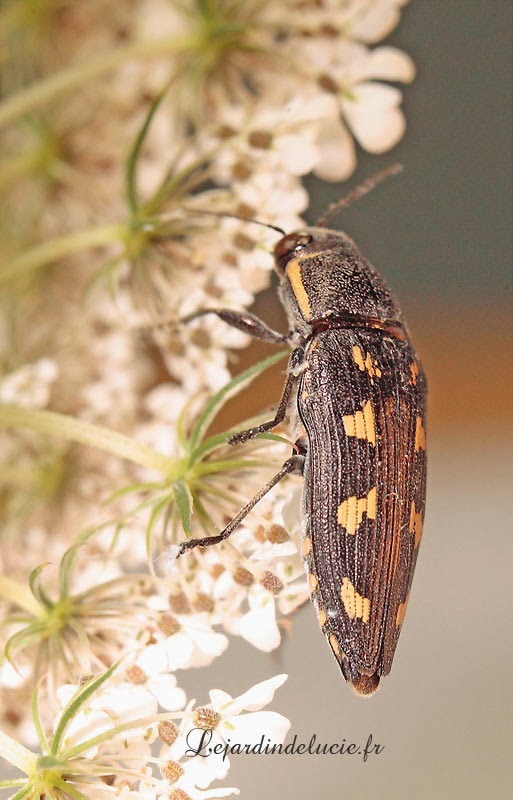 Buprestis novemmaculata, Bupreste à neuf taches.