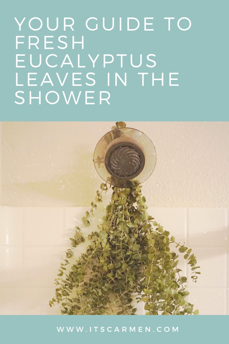 Fresh Eucalyptus Leaves How Long Does Eucalyptus Last in the Shower? Where to Buy? / Carmen