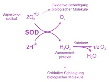 Food Experience Superoxiddismutase