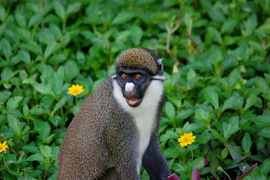 25 Hilariously Funny Photos of Shocked Animals