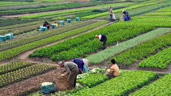 Agricultura: qué es, características, tipos, importancia y beneficios