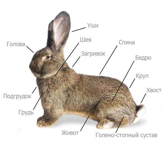 Сколько ног у кролика