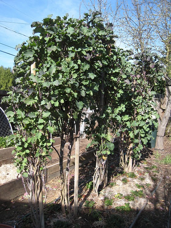 Farm Natters Tree Collards Farm Natters Tree Collards
