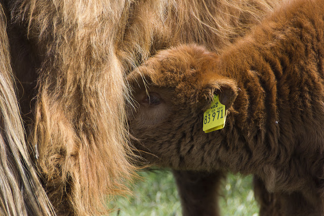 Langeoog, Highlandrinder, Rumbi, Ostfriesland, Bio, Nachhaltigkeit, Restaurant Seekrug