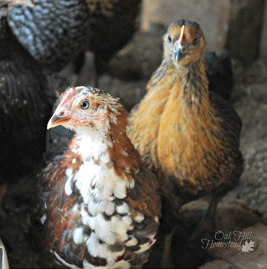 Young hens in coop